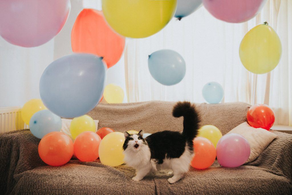Best of Pets